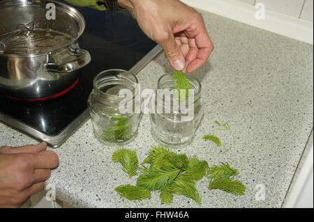 Filling spruce-shoots in glasses Stock Photo