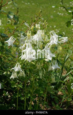 Aquilegia vulgaris var. alba, white columbine Stock Photo