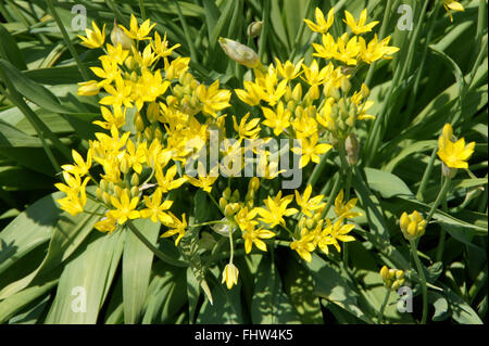 Allium moly, Golden garlic Stock Photo