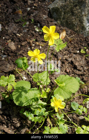 Trollius acaulis, Dwarf globeflower Stock Photo
