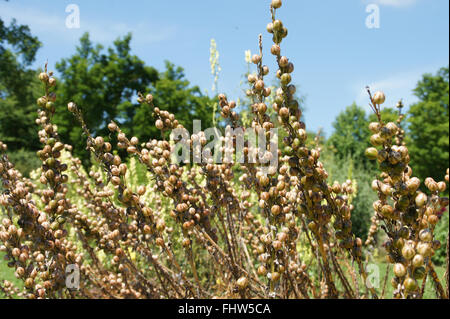 Asphodeline lutea, Yellow asphodel, Seeds Stock Photo