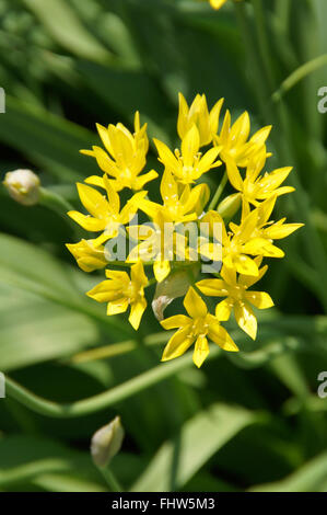 Allium moly, Golden garlic Stock Photo