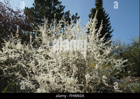 Prunus spinosa, Blackthorn Stock Photo