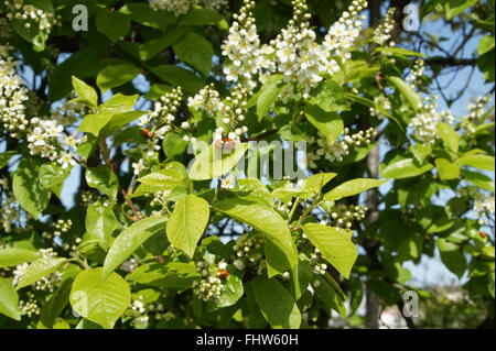 Lady beetle mating on bird cherry Stock Photo