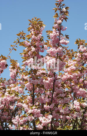 Prunus serrulata Kanzan, Flowering cherry Stock Photo