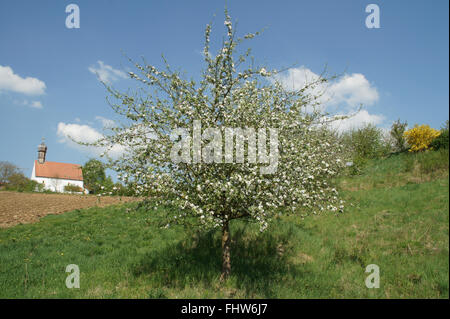 Malus sylvestris, European crabapple Stock Photo