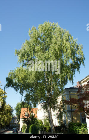 Betula pendula, Silver birch Stock Photo