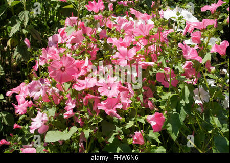 Lavatera trimestris, Annual mallow Stock Photo