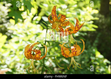 Lilium humboldtii, Humboldts lily Stock Photo