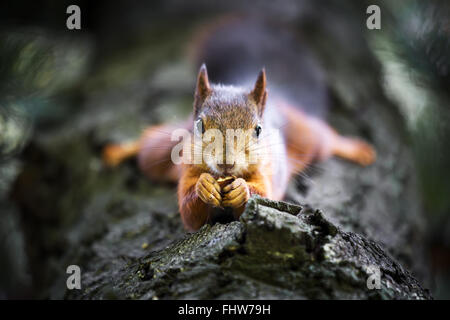 Squirrel hanging on a tree upside down and eating a walnut nut Stock Photo
