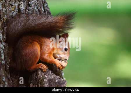 Squirrel sitting on a tree and eating a walnut Stock Photo