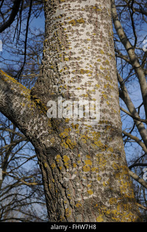 Populus alba, Silver poplar Stock Photo