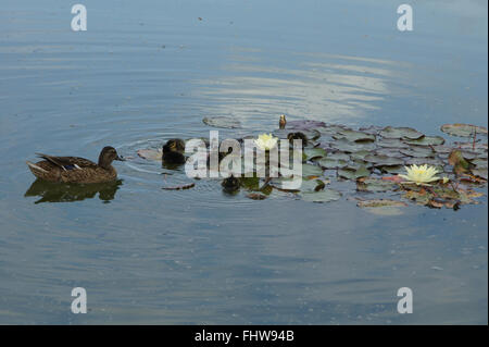 Anas platyrhynchos, Mallard Stock Photo