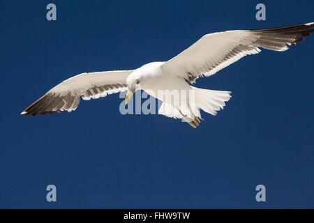 Seagull flying over the Praia das Conchas - Lakes Region Stock Photo