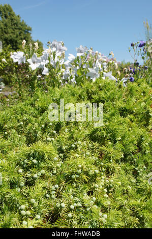 Juniperus conferta, Shore juniper Stock Photo