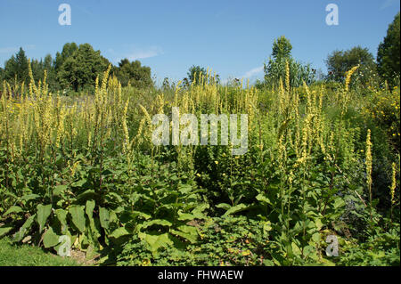 Verbascum nigrum, Black mullein Stock Photo