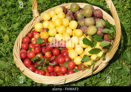 Prunus domestica, Plums Stock Photo