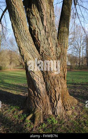 Salix alba, Silver willow Stock Photo