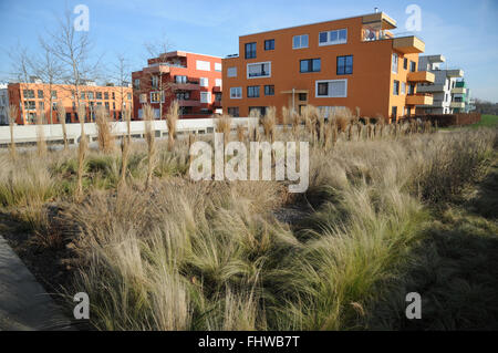 Stipa, Feather grass, bed with grasses Stock Photo