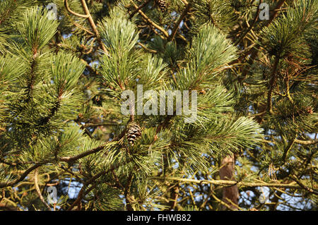 Pinus nigra, Black pine Stock Photo