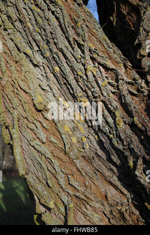 Salix alba, Silver willow, Bark Stock Photo