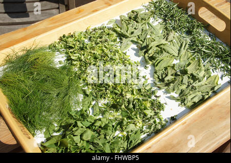 Drying medical plants Stock Photo