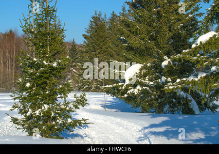 Red taiga landscape hi-res stock photography and images - Alamy