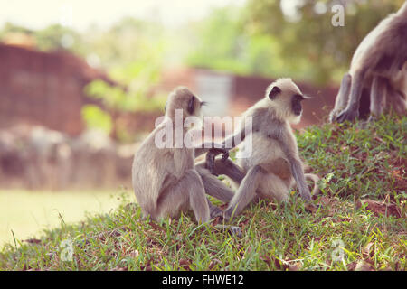 Monkey on Sri Lanka Stock Photo - Alamy