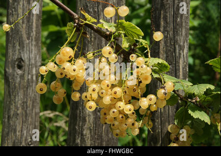 Ribes rubrum Blanka, White currant Stock Photo