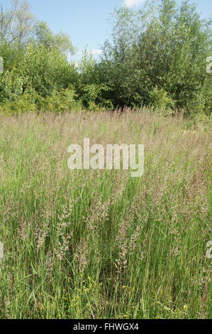 Calamagrostis epigejos, Wood small-reed Stock Photo