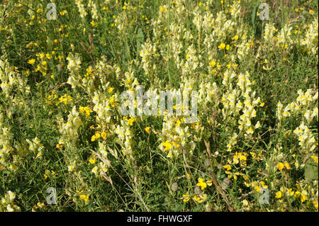 Linaria vulgaris, Common toadflax Stock Photo
