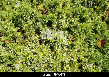 Juniperus conferta, Shore juniper Stock Photo