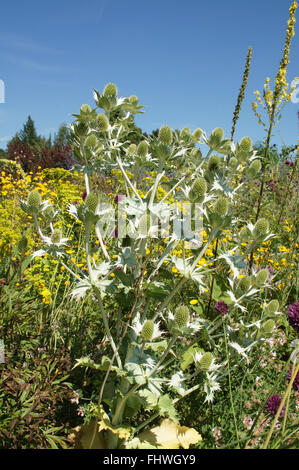 Eryngium giganteum, Giant sea holly Stock Photo