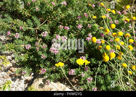 Daphne cneorum, Garland flower Stock Photo