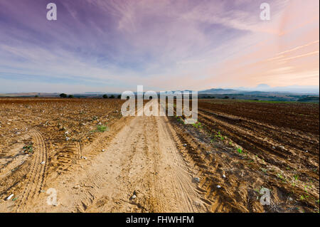 Cotton Field Stock Photo