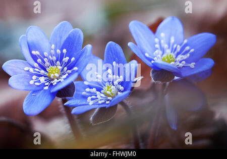 First spring flowers blue hepatica or snowdrop in it's natural background Stock Photo