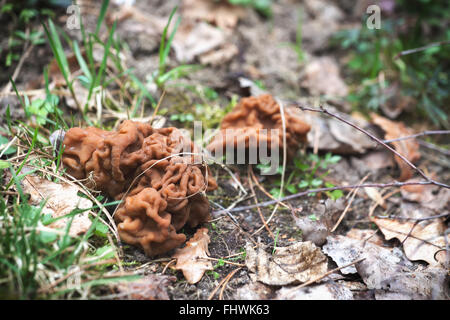 False Morel, Brain Mushroom, Edible Gyromitra (Gyromitra esculenta ...