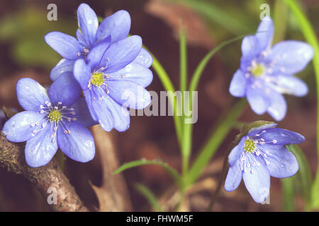 Early spring flowers blue hepatica or snowdrop in it's natural background growing on a forest floor. Natural rural spring image Stock Photo