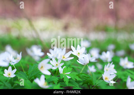 White anemone flowers growing in the wild in a forest in spring. Gentle stock flower image shot on opened aperture with creamy b Stock Photo