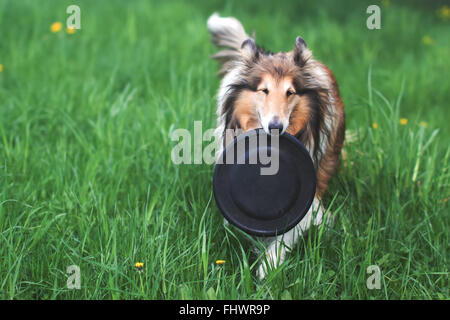 Rough collie dog playing with frisbee on a green grass lawn outdoors Stock Photo