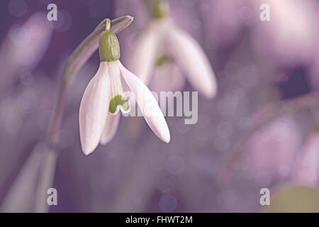snow drops Stock Photo