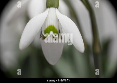 snow drops Stock Photo