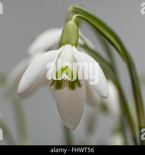 snow drops Stock Photo