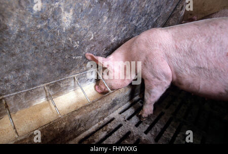 Factory porcine breeding Stock Photo