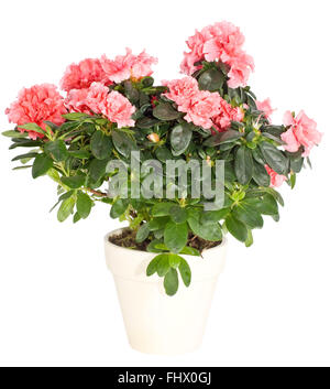 Pink Azalea Stock Photo