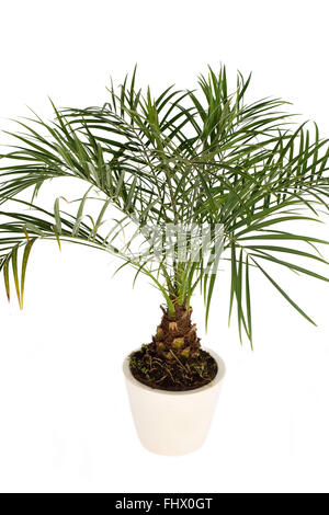 Pygmy Date Palm or Miniature Date Palm Stock Photo