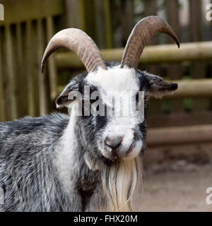 goat Stock Photo