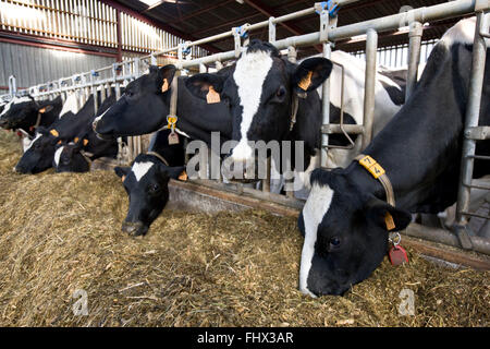 Cow eating fodder Stock Photo