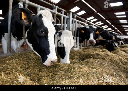 Cow eating fodder Stock Photo