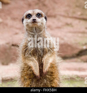 meerkat Stock Photo